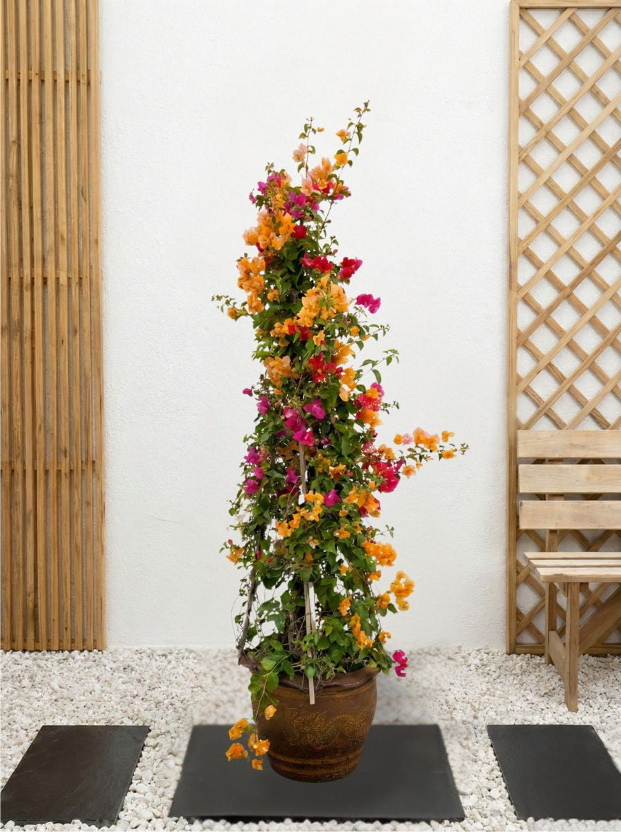 Bougainvillea Cone Multicolored