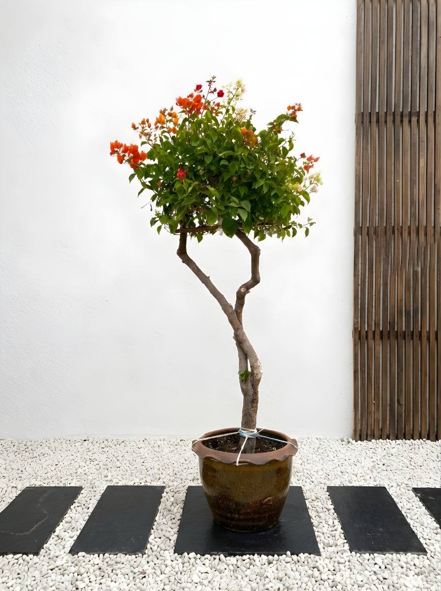 Bougainvillea Tree Multicolored