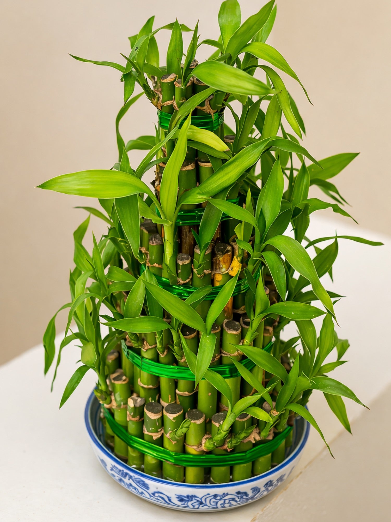 Lucky Bamboo