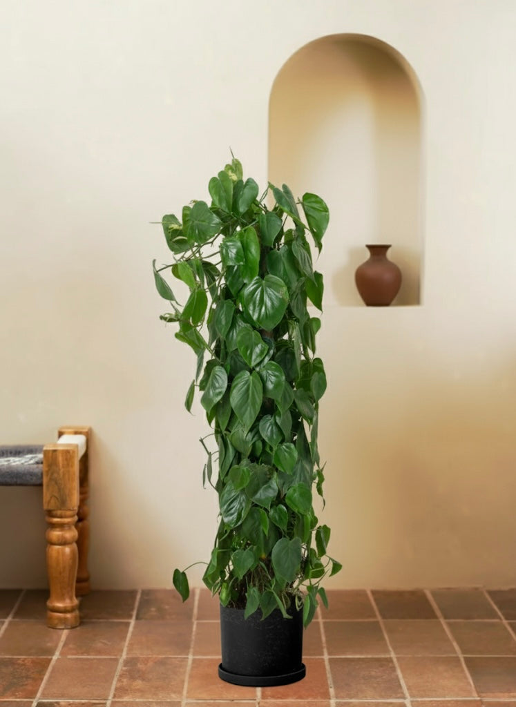philodendron climbers Philodendron Brasil - Philodendron Hederaceum | Hanging Indoor Plants