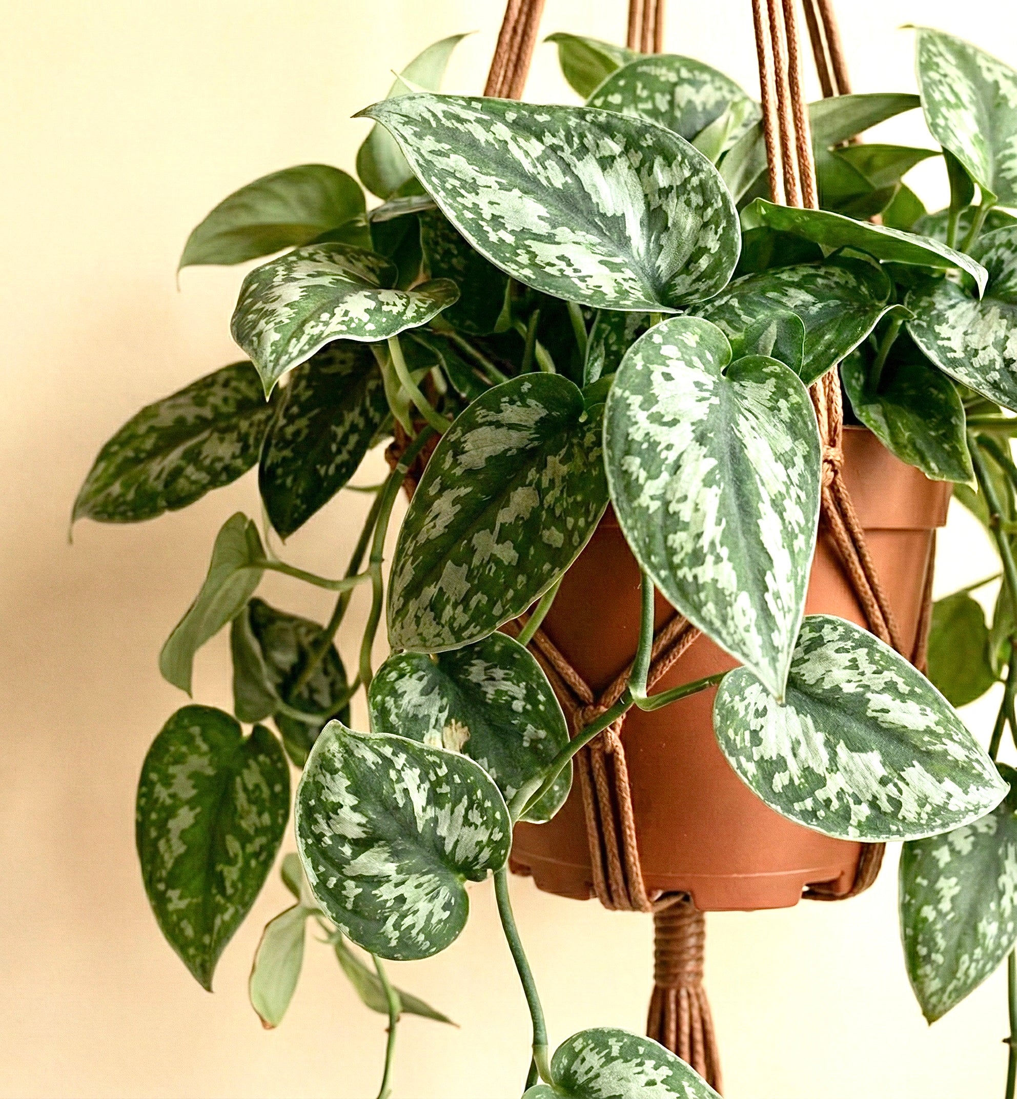 Satin Pothos