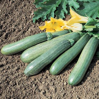 Tigress Squash | Seeds