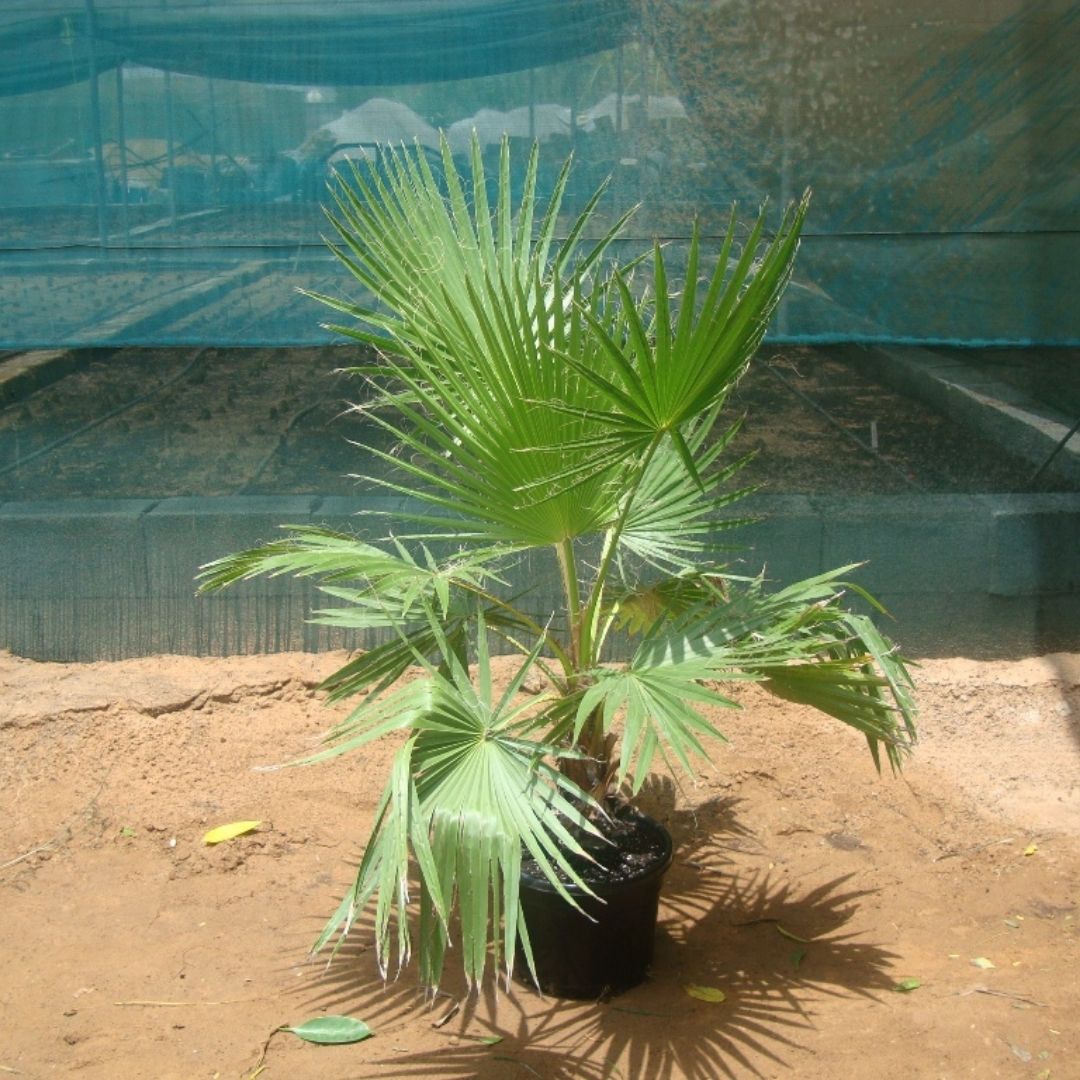 Mexican Fan Palm - Washingtonia Robusta | 0.4 - 4.0m