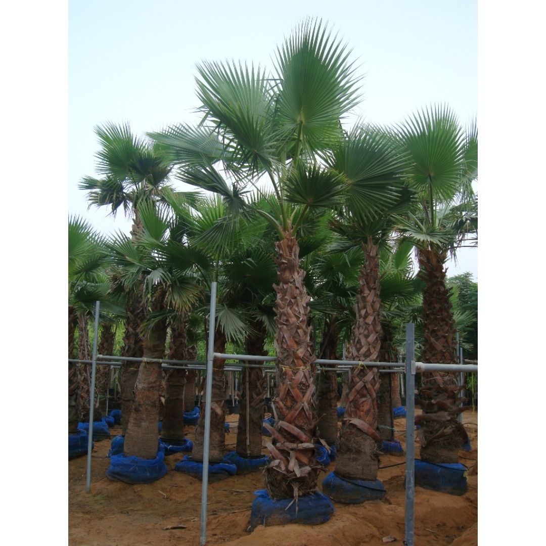 Mexican Fan Palm