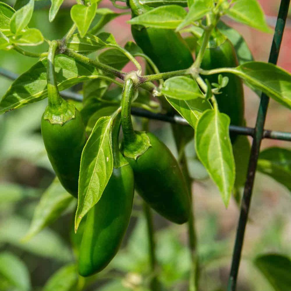 Pepper Seeds, Hot Pepper Seeds, Hot Pepper F1 Hybrid Seeds, Chili Seeds