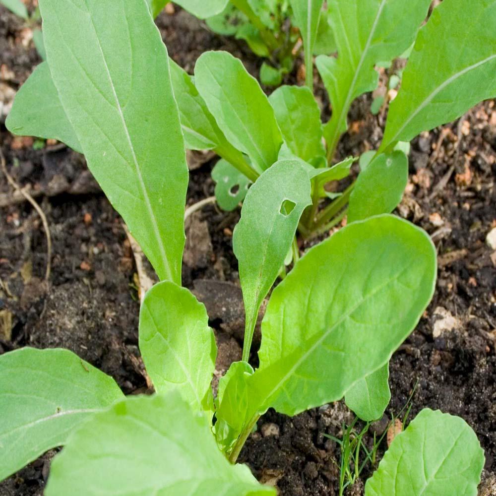 Rocca Leaves Seeds, Rocket Leaves Seeds, Arugula Seeds
