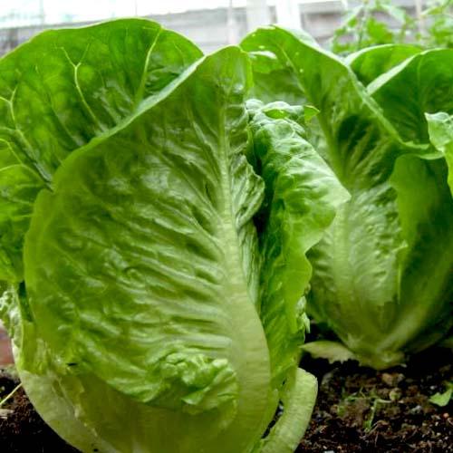 Lettuce Seeds, Lollo Lettuce Seeds, Roman Lettuce Seeds
