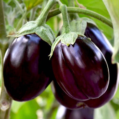 Eggplant Seeds, Aubergine Seeds, Brinjal Seeds