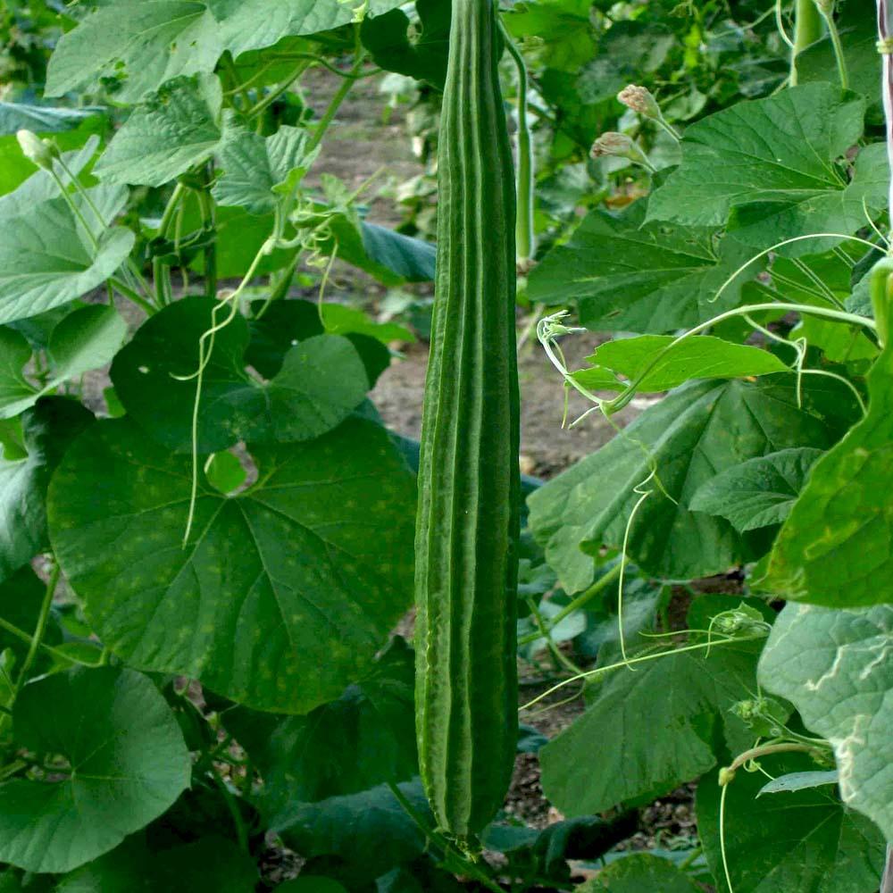 Gourd - Ridge Vegetable Seeds, Ridge Gourd Seeds, Gourd Seeds