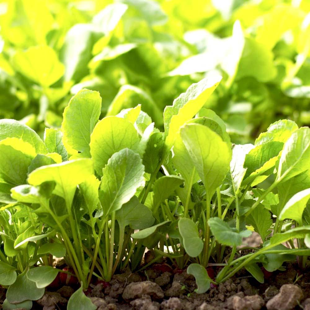 Reddish Leaves Seeds