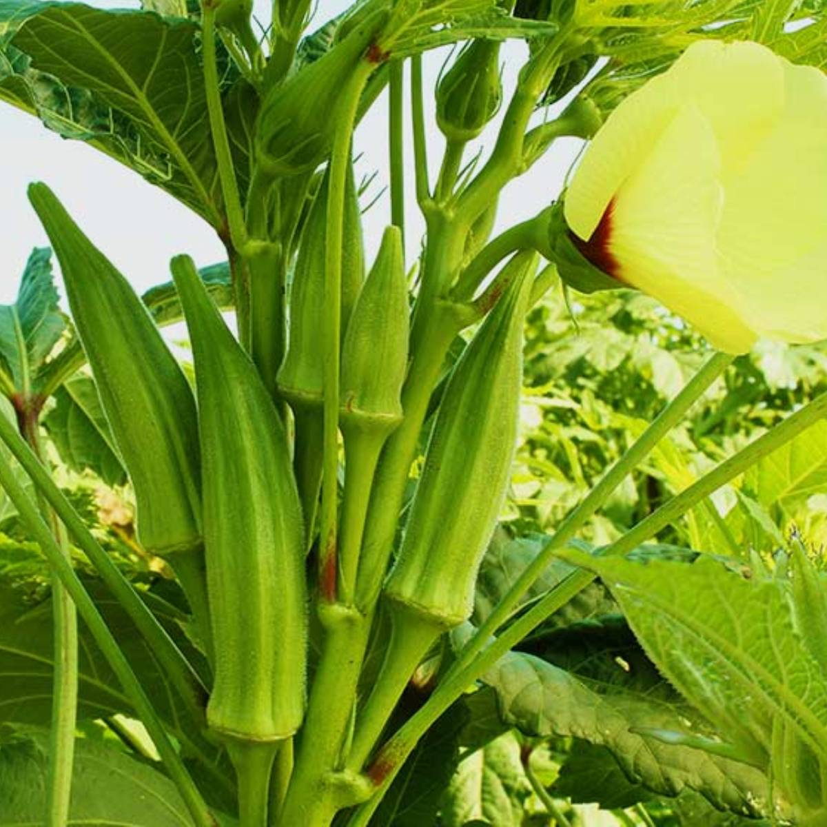 Okra Vegetable Seeds growhub AE