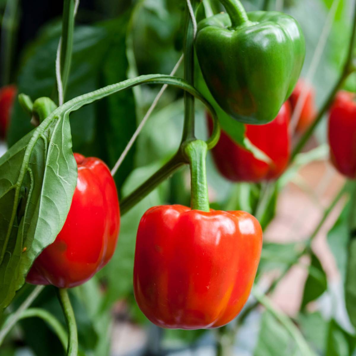 Pepper Seeds, Red Pepper Seeds, Red Capsicum Seeds, Capsicum Seeds
