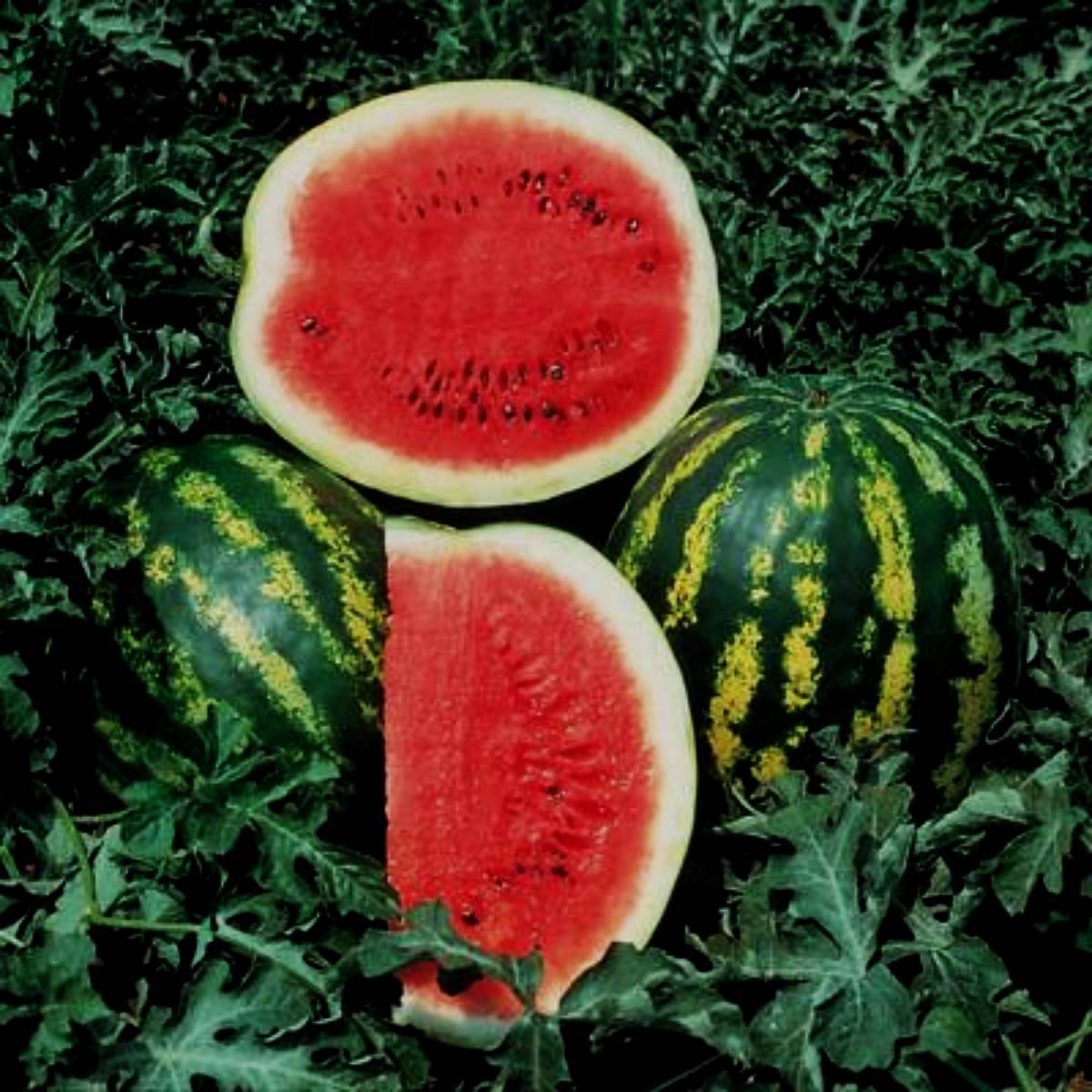 Watermelon Seeds, Crimson Watermelon Seedds