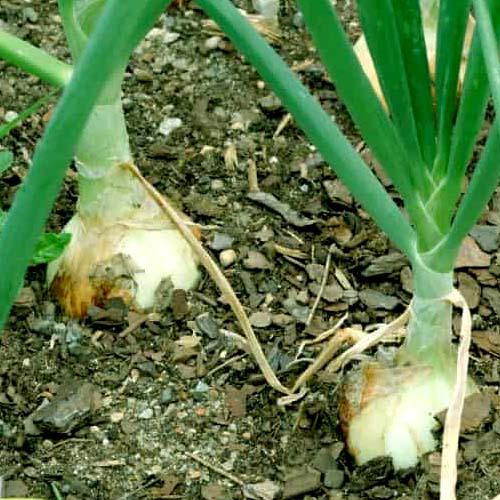 Onion Seeds, White Onion Seeds