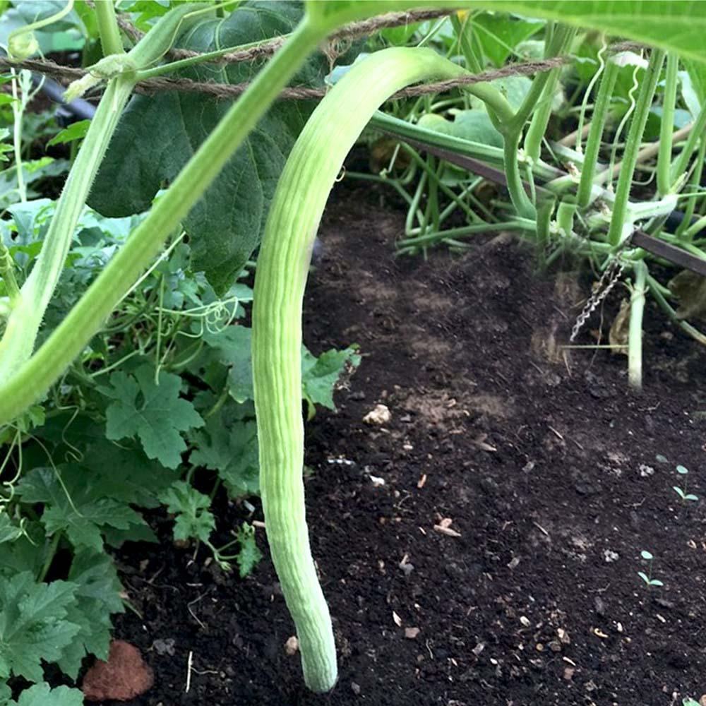Kakdi - Long Tar, Eggplant Vegetable Seeds
