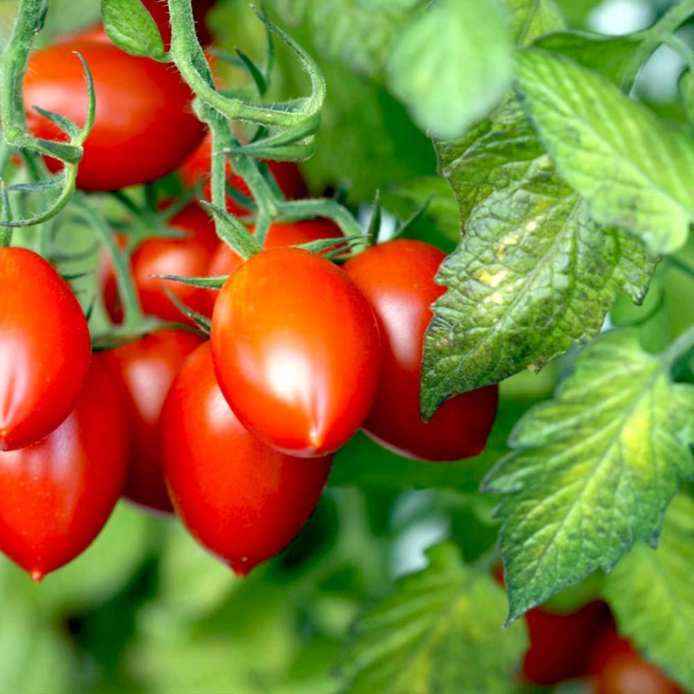Tomato Seeds, RomaTomato Seeds