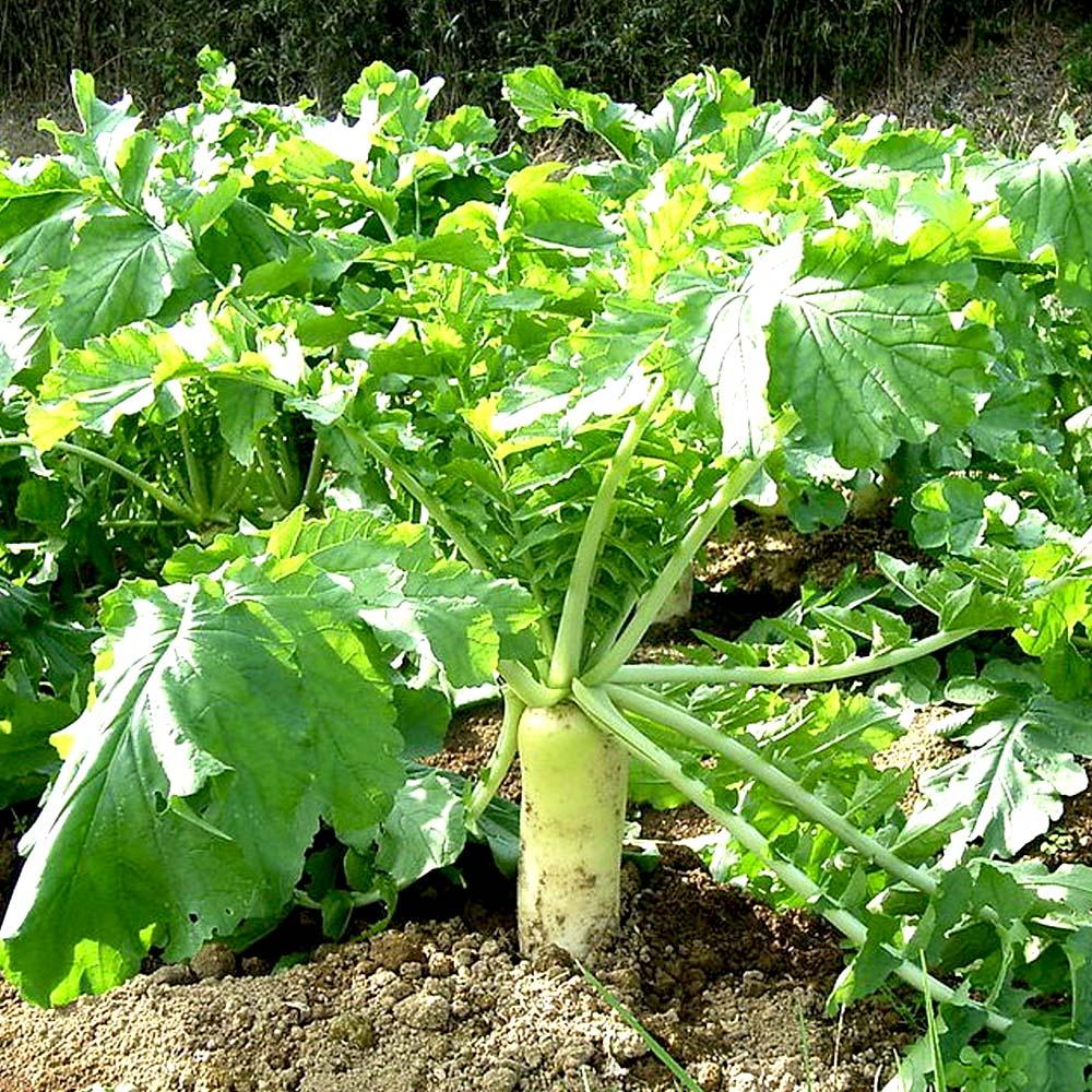 Radish White Seeds, Radish Seeds