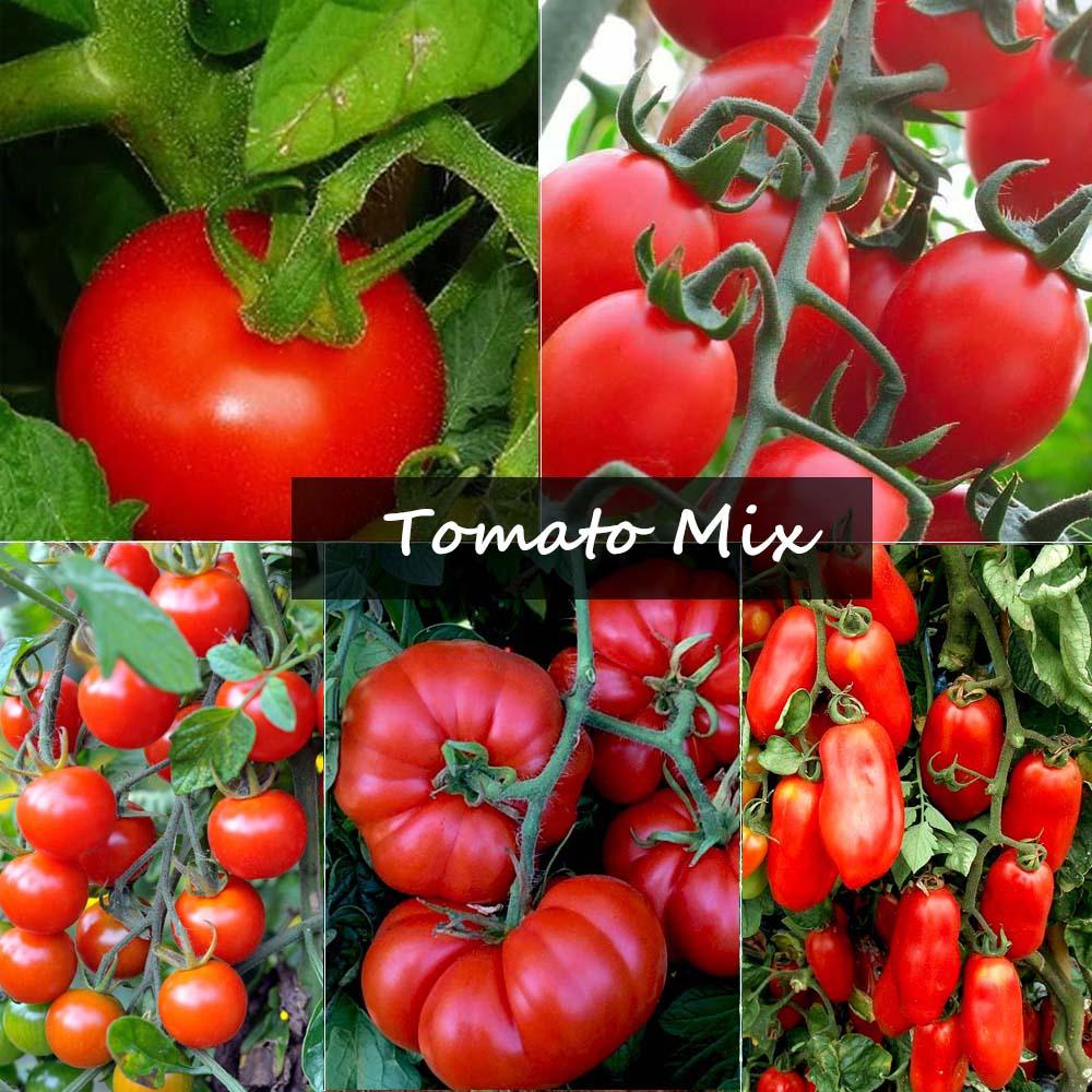 Tomato Seeds