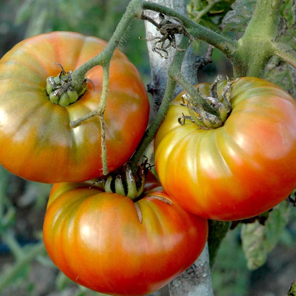 Tomato Seeds, Romanesco Tomato Seed