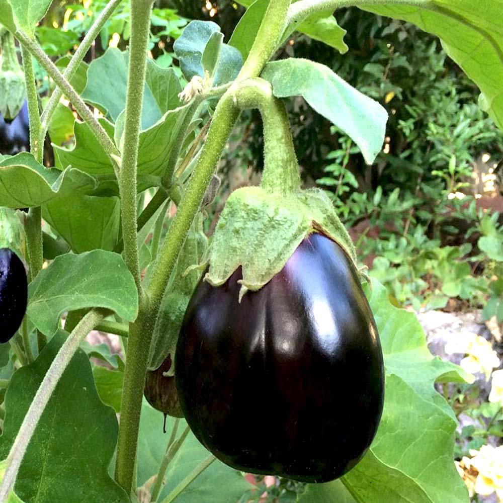 Dark Purple Eggplant Vegetable Seeds
