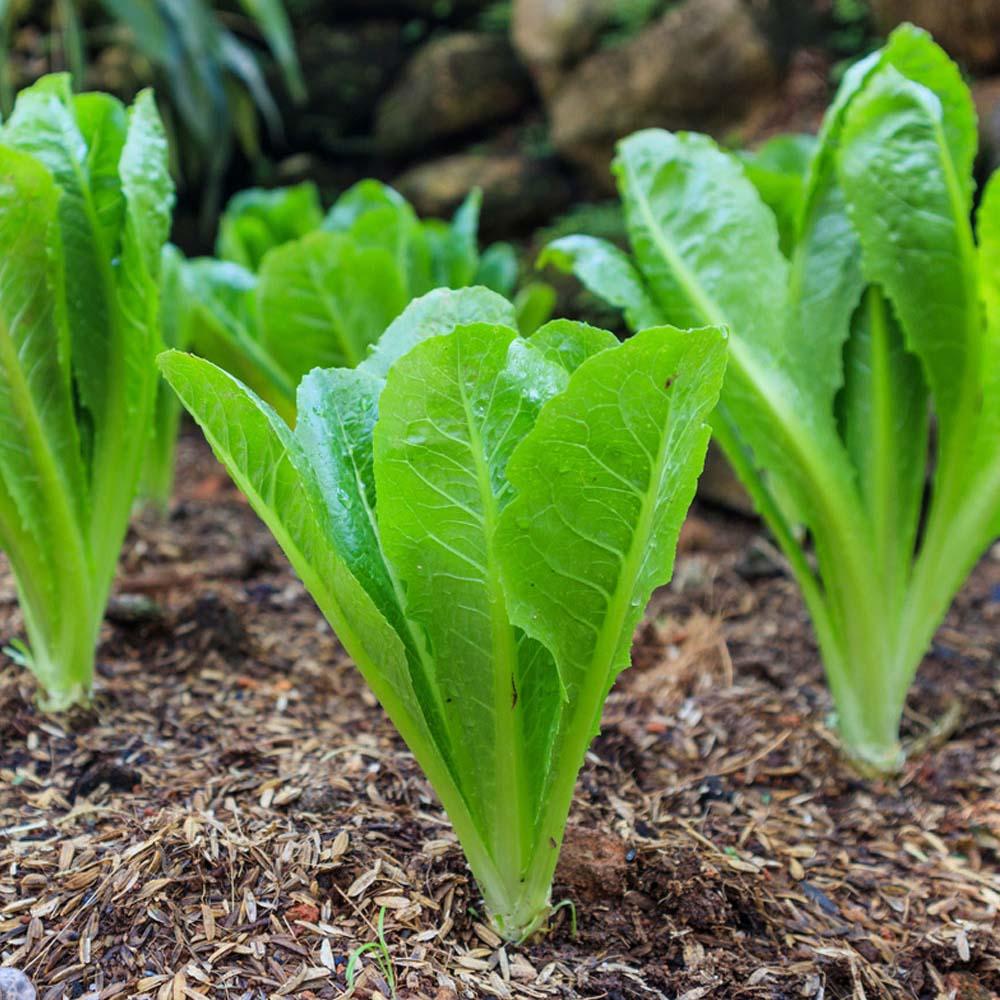 Lettuce Seeds, Lollo Lettuce Seeds, Roman Lettuce Seeds