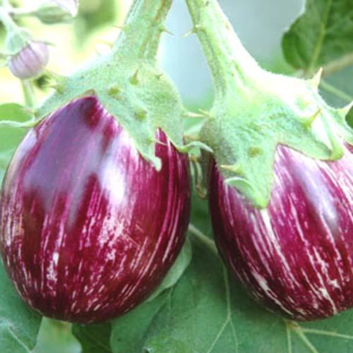 Eggplant Seeds, Aubergine Seeds, Brinjal Seeds