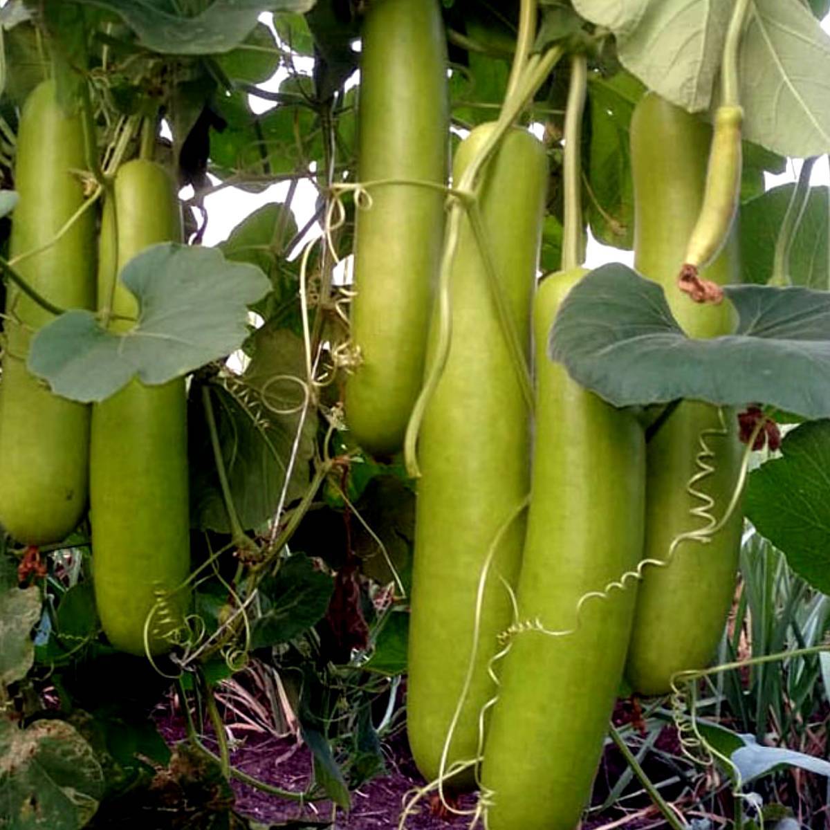 Bottle Gourd Seeds