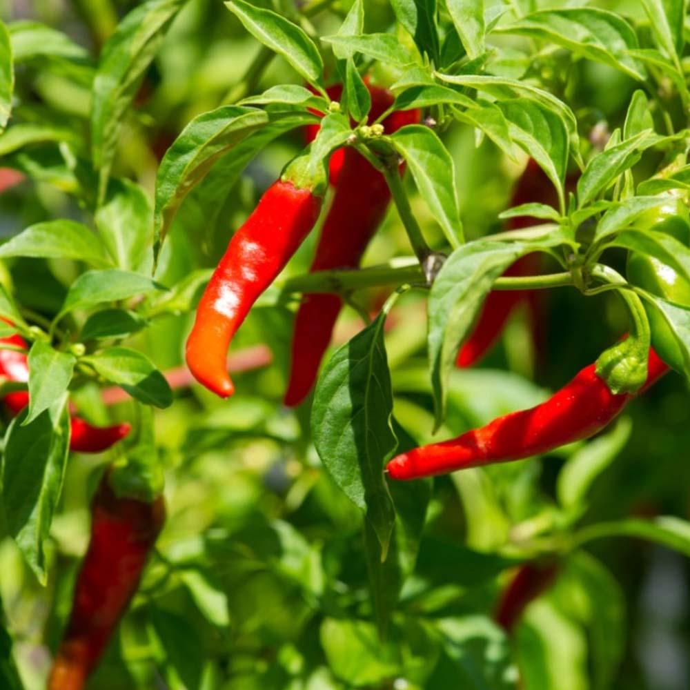 Pepper Seeds, Peperone cayenna Seeds, Chilli Seeds