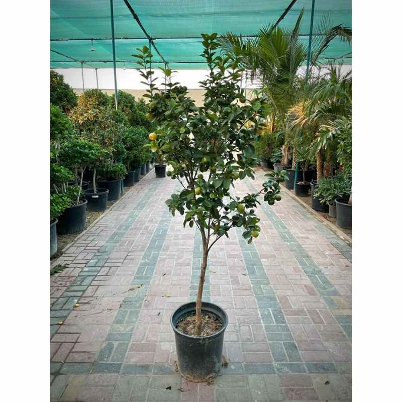 Honeybell Orange Minneola Tangelos Fruiting Outdoor Plants growhub AE