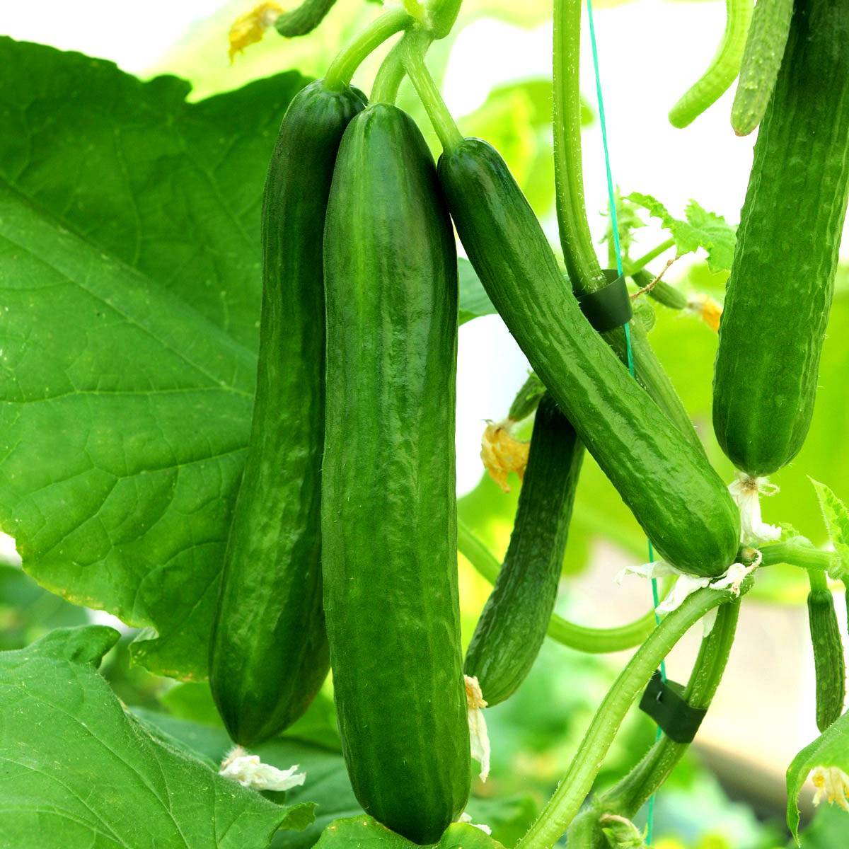 Cucumber Seeds, Kakdi Seeds