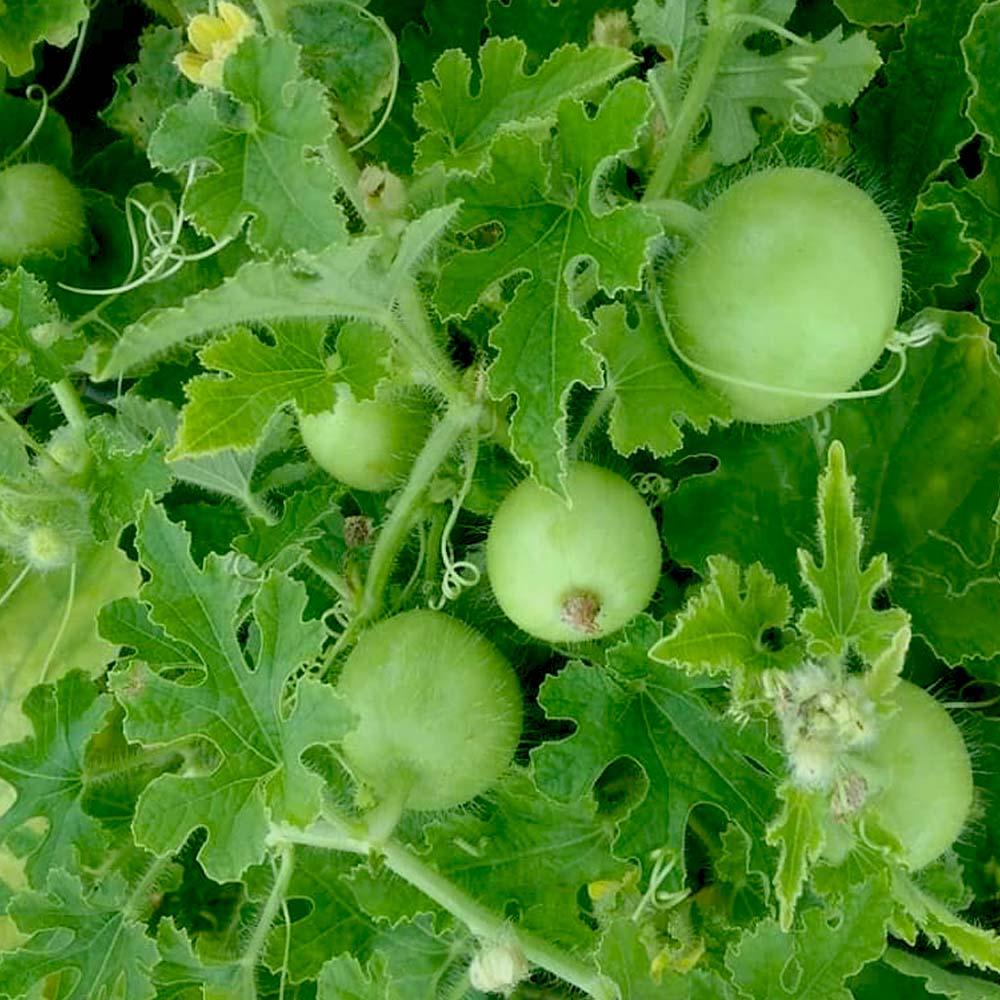 Squash Vegetable Seeds