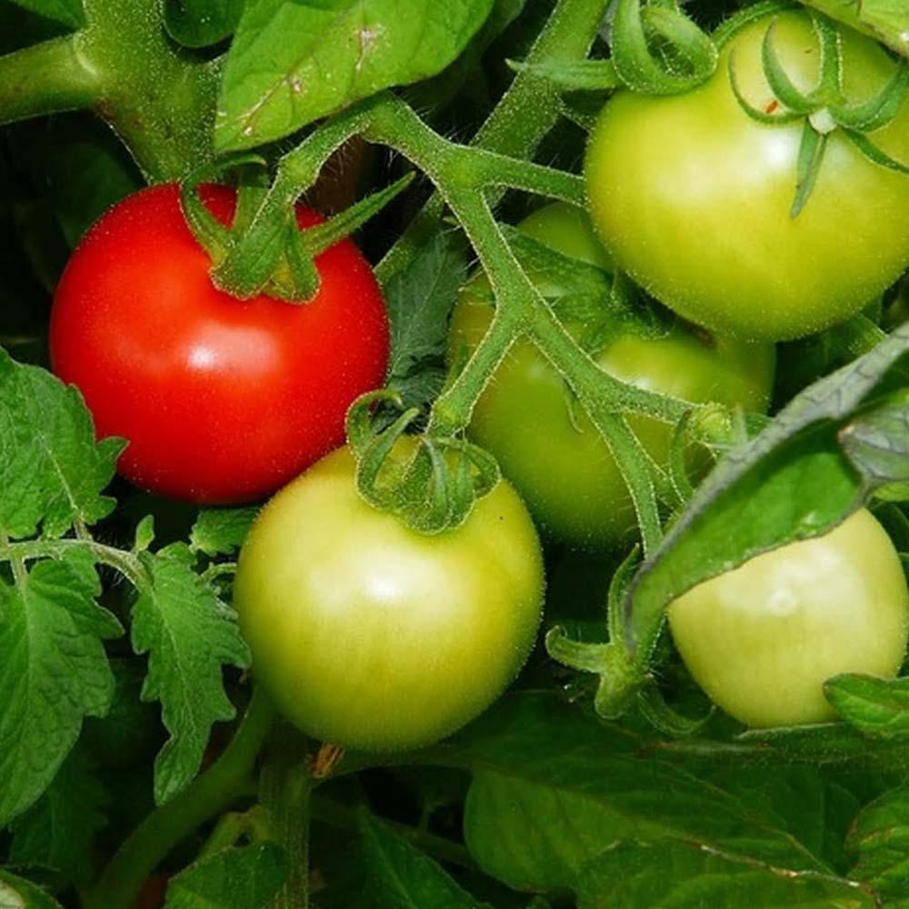 Tomato Seeds, ACE 55 Tomato Seed