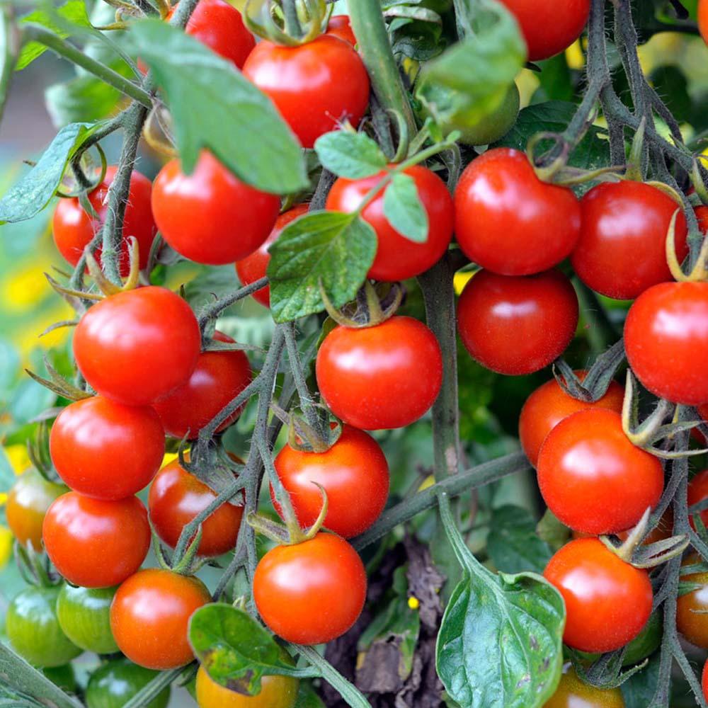 Tomato Seeds, Cherry Tomato Seed