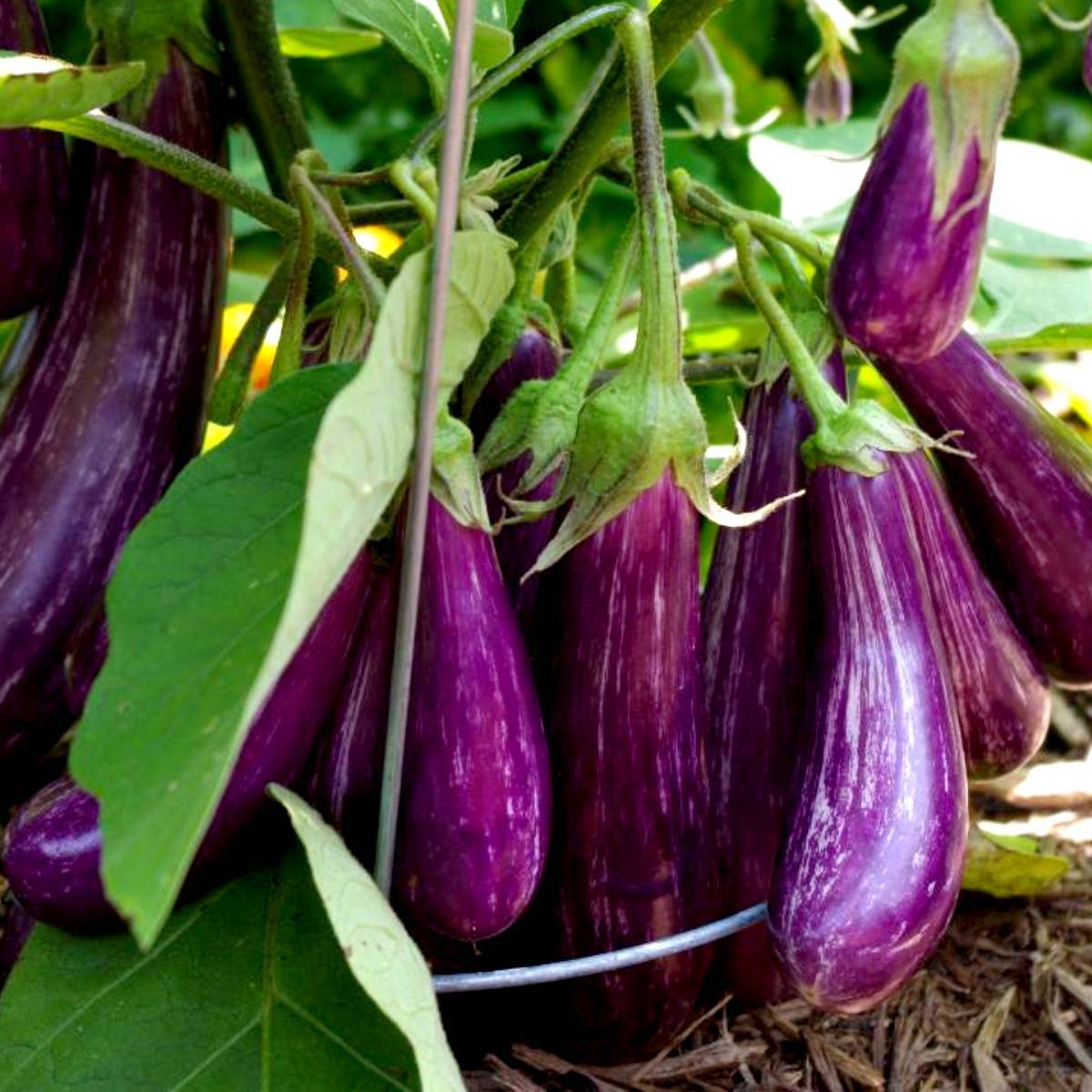 Eggplant Seeds, Aubergine Seeds, Brinjal Seeds