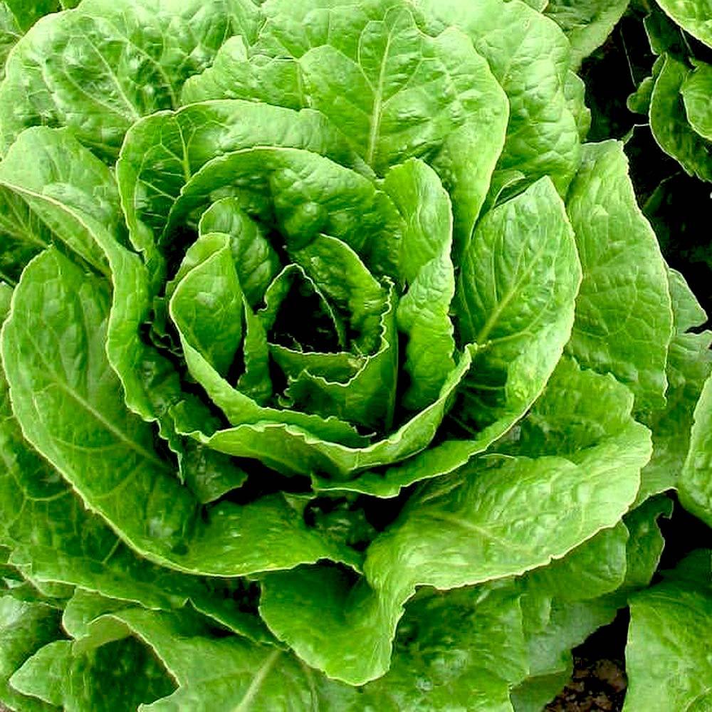 Lettuce Seeds, Lollo Lettuce Seeds, Roman Lettuce Seeds