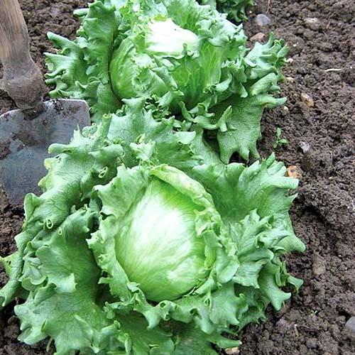 Lettuce Seeds, Iceberg Lettuce Seeds, Romaine Lettuce Seeds, Lollo Lettuce Seeds