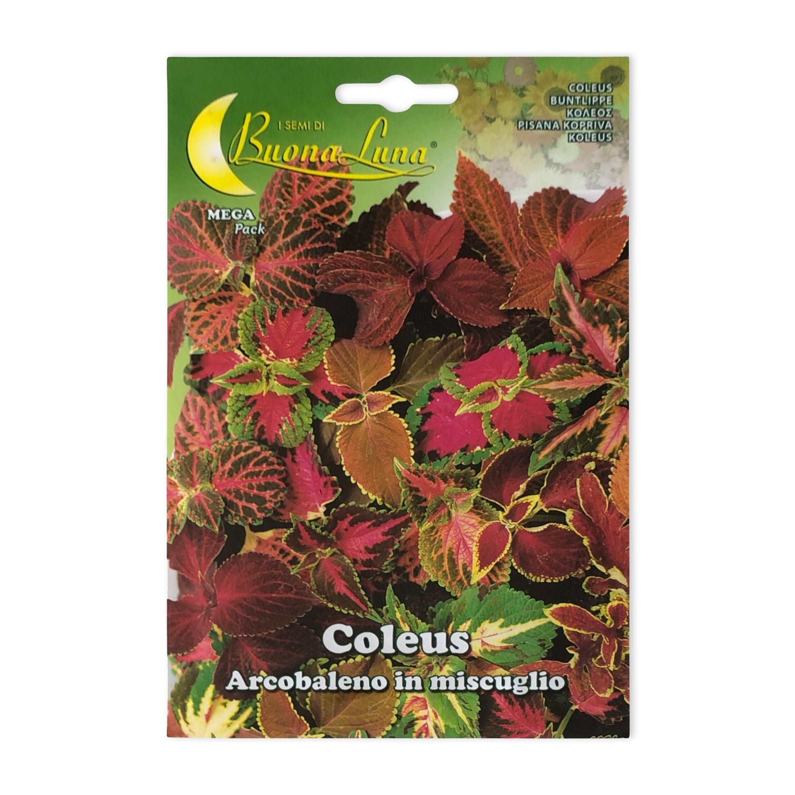 Coleus | Seeds