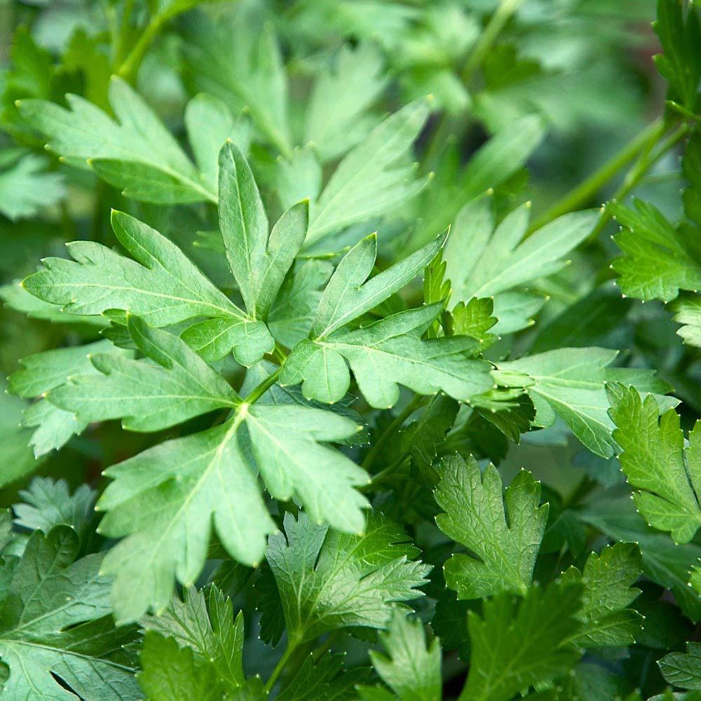 Parsley Seeds, Herbs
