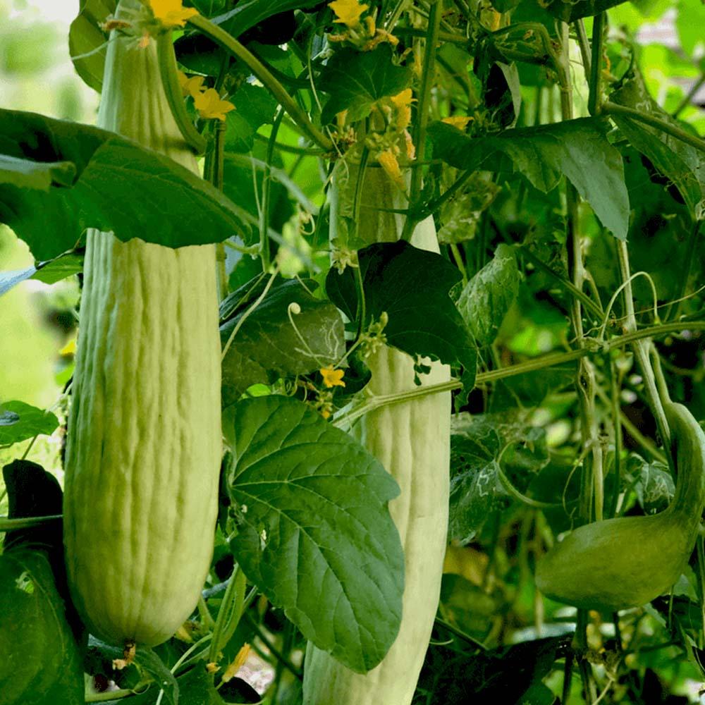 Cucumber Seeds, Kakdi Seeds, Armenian Cucumber Seeds