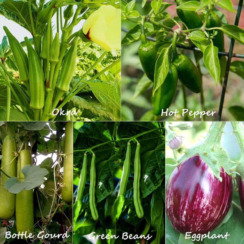 Okra Seeds, Hot Pepper Seeds, Bottle Gourd Seeds, Green Beans Seeds, Eggplant Seeds