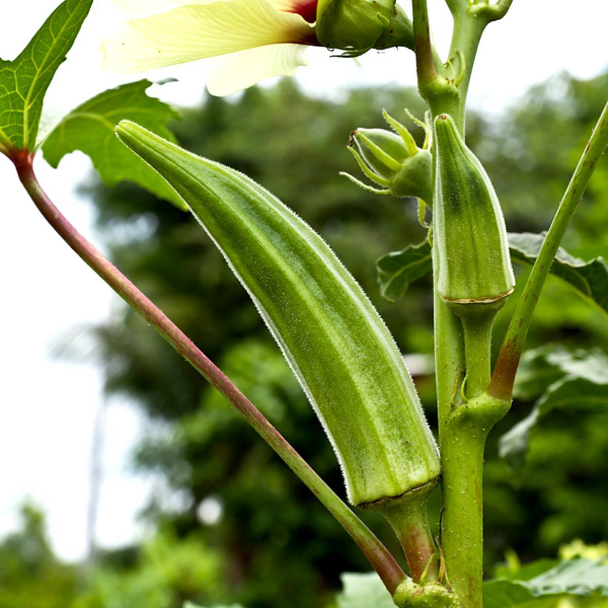 Okra Seeds, Lady Finger Seeds, Bhindi Seeds