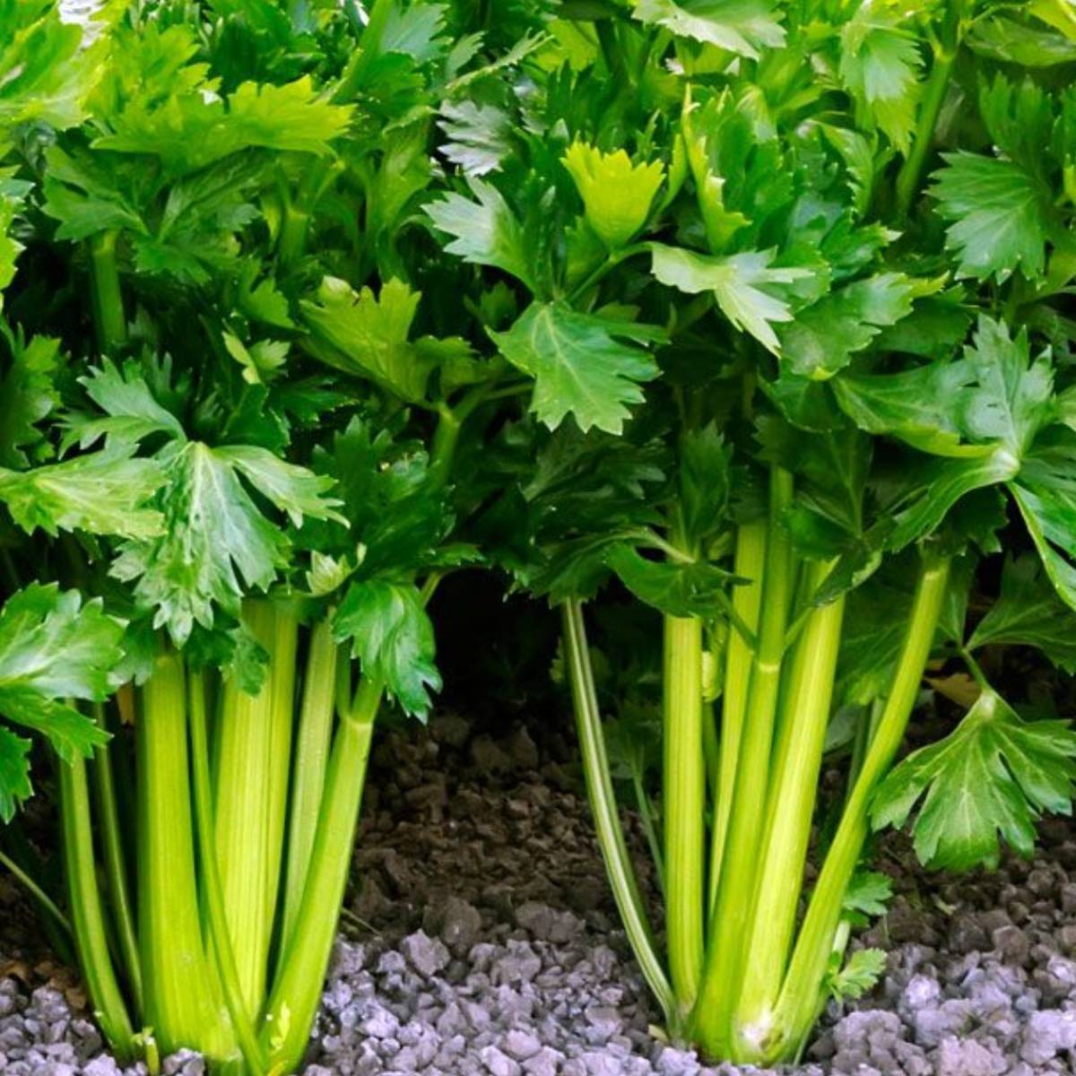 Celery Seeds