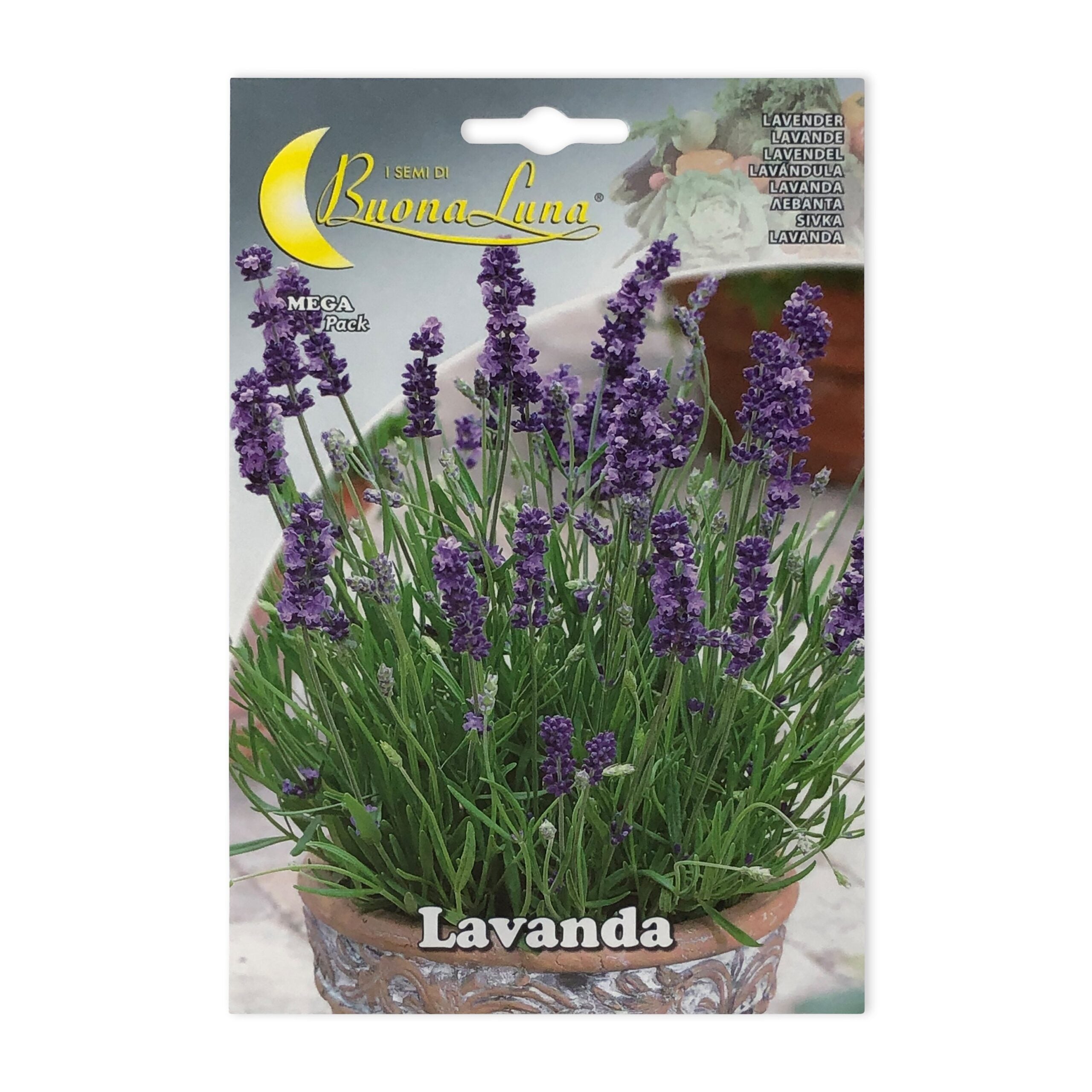 Lavender | Seeds