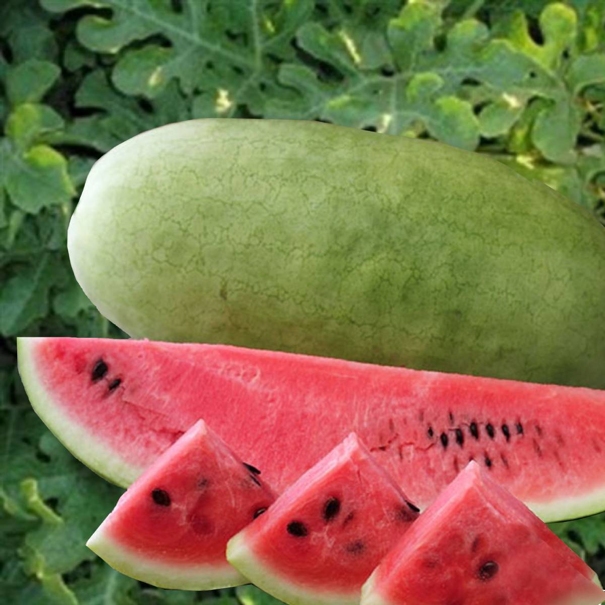 Watermelon Seeds, Charlston Watermelon Seeds