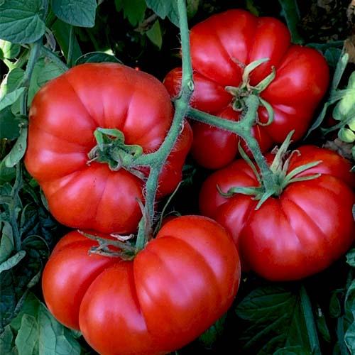 Tomato Seeds, Marmande Tomato Seeds