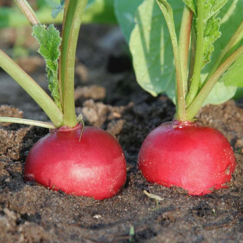 Radish Seeds, Red Radish Seeds