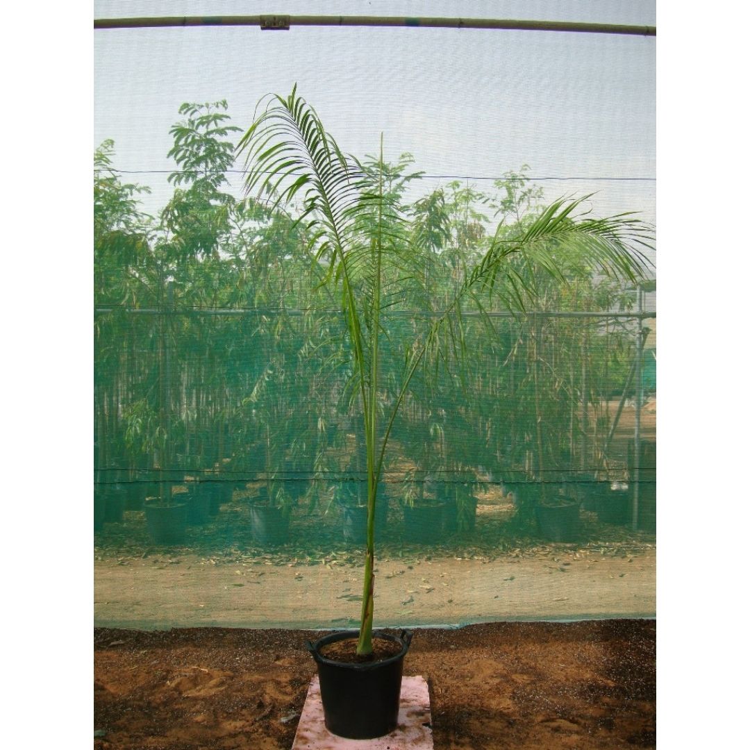 Royal Palm - Roystonia Regia | 2.0 - 5.0m