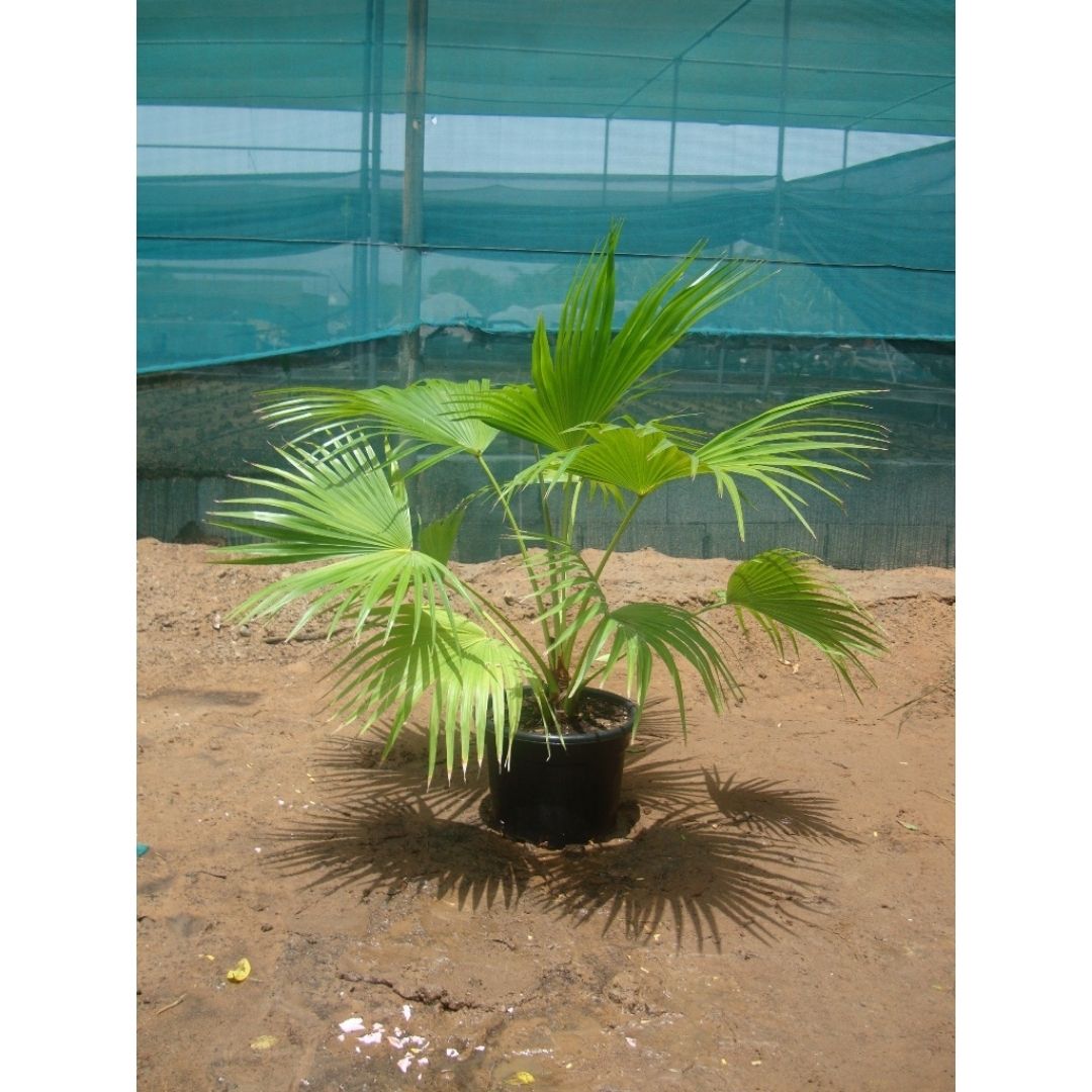 Chinese Fan Palm - Livistona Chinensis