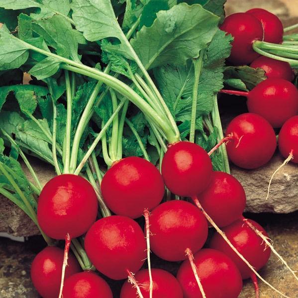 Radish - Saxa | Seeds