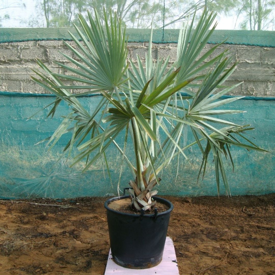Bismark Palm - Bismarckia Nobilis | 1.2 - 3.0m